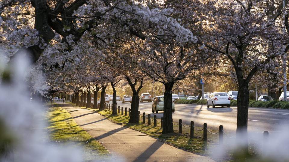 South Island, Christchurch, du học New Zealand